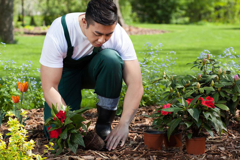 Here’s what you need to know if you plan to grow flowers in your garden