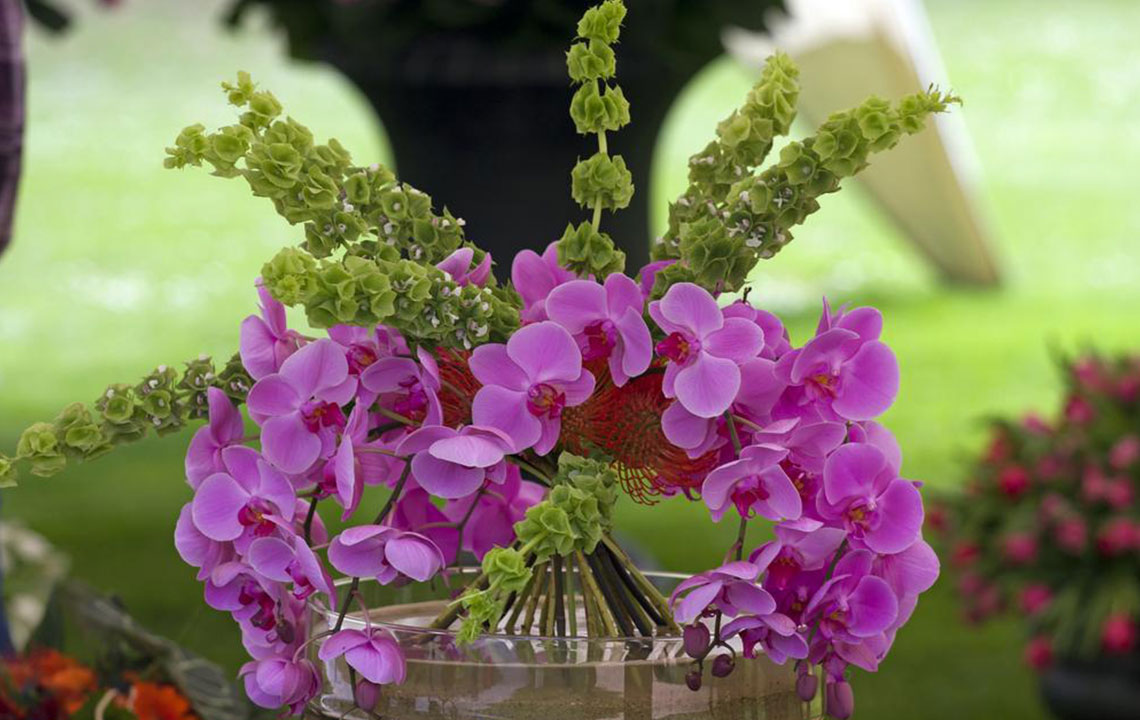 3 things to avoid while tending to orchids