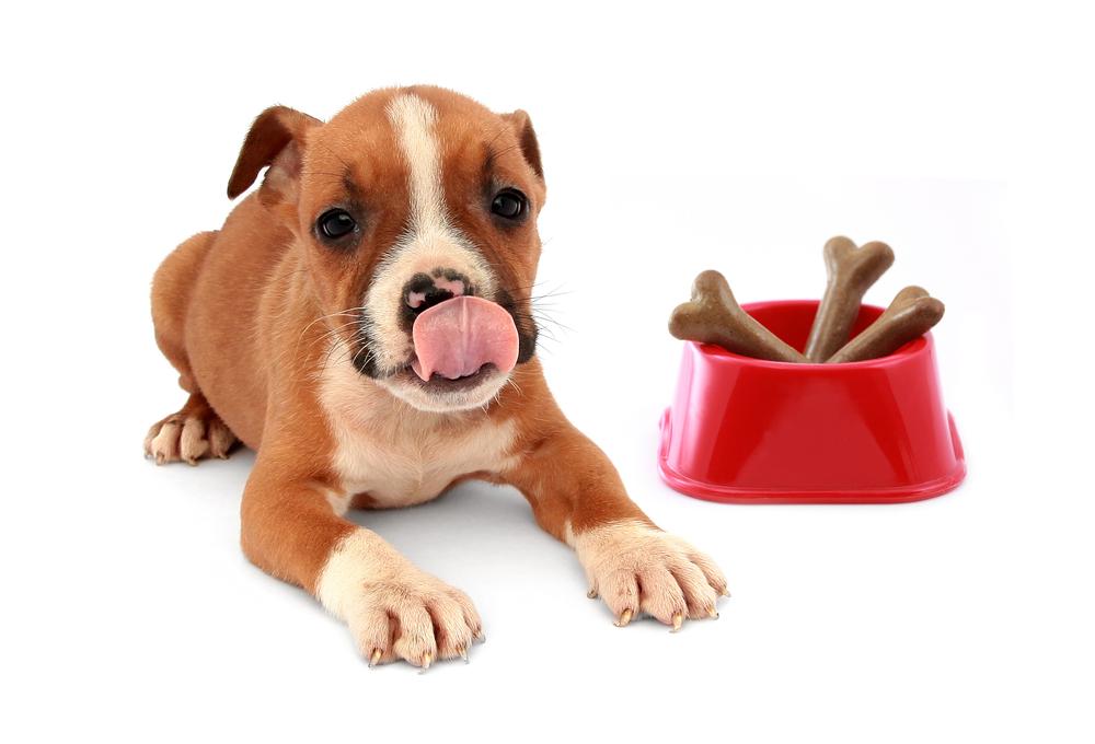 Dog Food & Flea